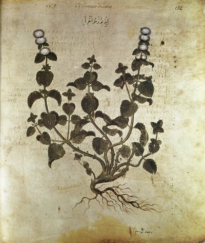 Örter Pepparmynta (plant de menthe), 600-talet av Unbekannt