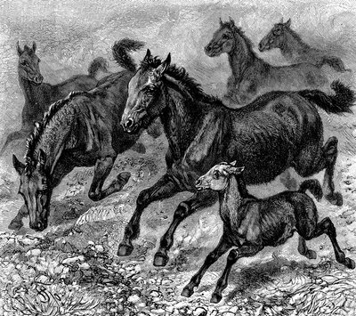 Flock av Tarpan, 1893 av Unbekannt