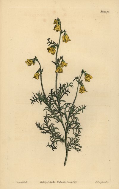 Hermannia confusa (finbladig hermannia, Hermannia tenuifolia) av Unbekannt