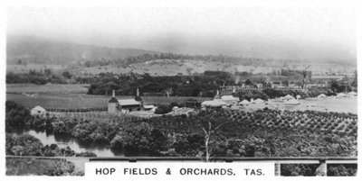 Humlefält och fruktträdgårdar, Tasmanien, Australien, 1928 av Unbekannt