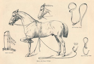 Häst med Rarey-beslag, c1905 c1910 av Unbekannt
