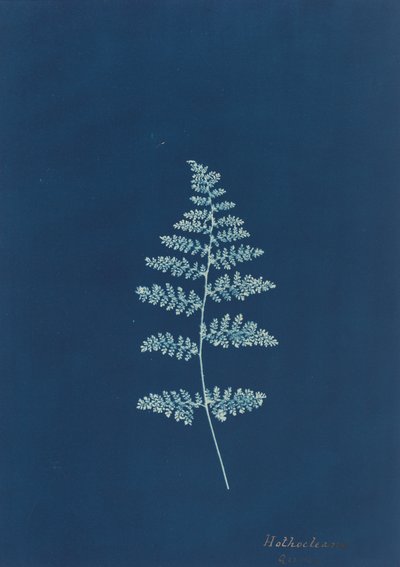 Hothocleana, c. 1850-talet. av Unbekannt