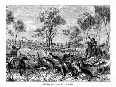 Jagar kängurur, Australien, 1877 av Unbekannt