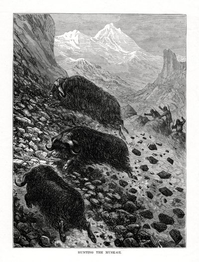 Jagar myskoxen, 1877 av Unbekannt