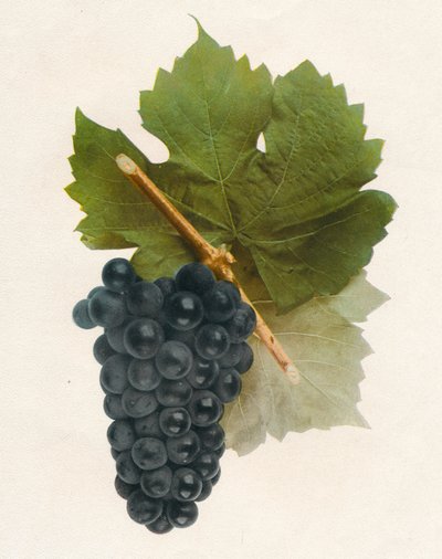 Hybrid franc, 1908. av Unbekannt