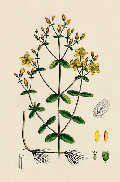 Hypericum Boeticum. Johannesört med vågblad, 1800-tal av Unbekannt