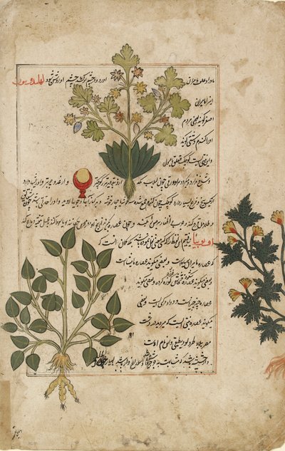 Illustrerad dubbel folio föreställande tistlar och andra medicinalväxter, 1595 av Unbekannt