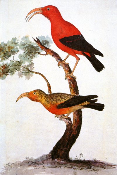 Illustration/Iiwi/Iwi/Scarlet honeycreeper/Scarlet Hawaiian Honeycreeper av Unbekannt