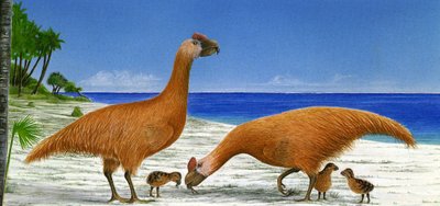 Illustration/Sylviornis neocaledoniae av Unbekannt