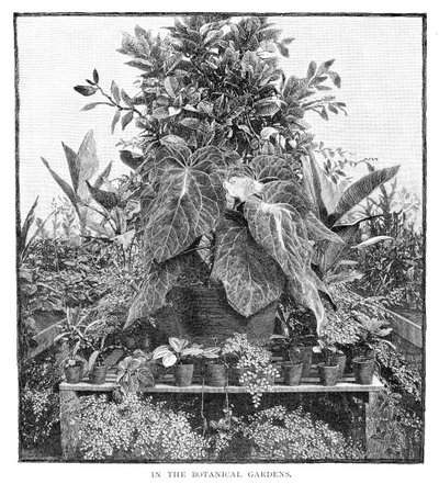 I den botaniska trädgården, 1886 av Unbekannt