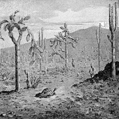 Indefatigable Island, Galapagos skärgård, 1895 av Unbekannt