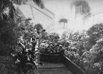 Interiör av Vita husets växthus, Washington DC, USA, 1908 av Unbekannt