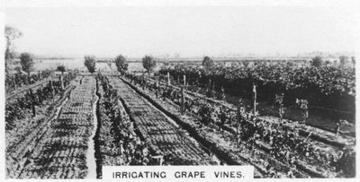 Bevattna vinrankor, Australien, 1928 av Unbekannt