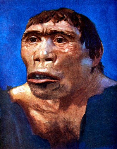 Java Man Pithecanthropus erectus av Unbekannt