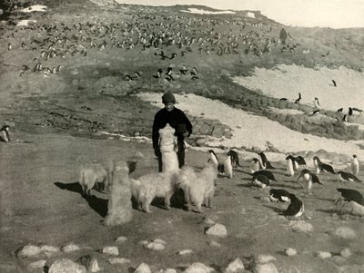 Joyce and the Dogs in the Penguin Rookery, c1908, 1909. av Unbekannt