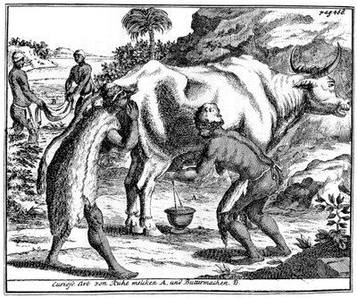 Khoikhois mjölkar kor och gör smör, Sydafrika, 1700-talet 1931 av Unbekannt