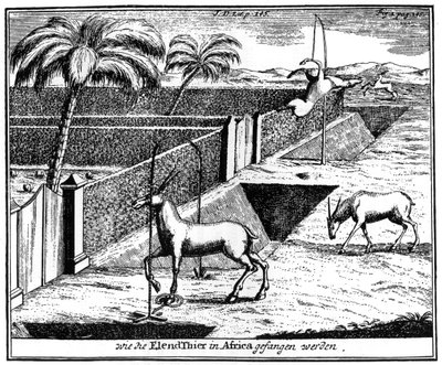 Khoikhois fångstantilop, Sydafrika, 1700-talet 1931 av Unbekannt