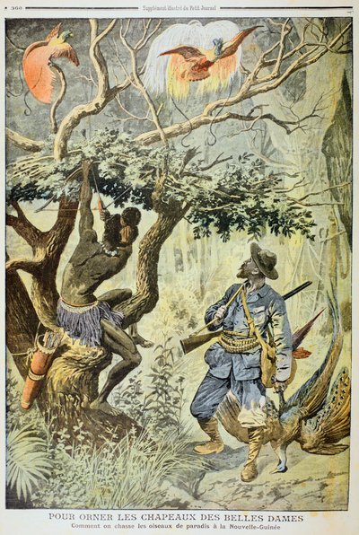 Killing Birds of Paradise, Nya Guinea, 1908 av Unbekannt