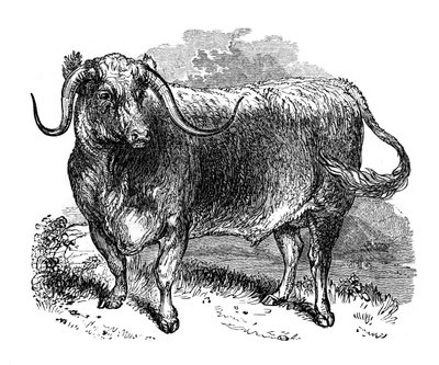 Lancashire-oxe, exemplar av de långhornade raserna, 1848 av Unbekannt