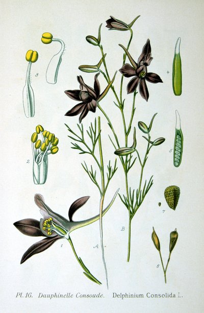 Larkspur, 1893 av Unbekannt
