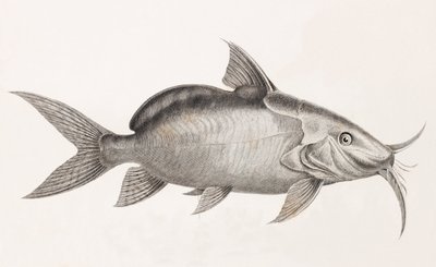 Le Pimedlode Guemel, närbild av Unbekannt