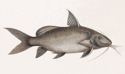 Le Pimelode Scheilan, närbild av Unbekannt