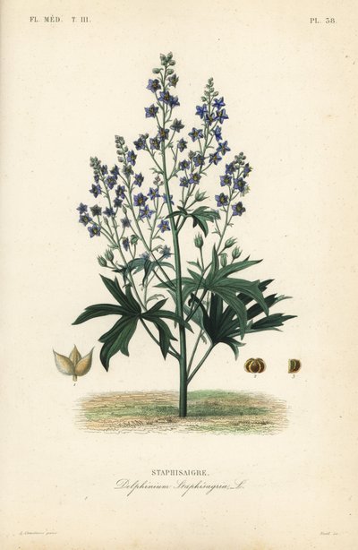 Like-Bene och Stavessere, Delphinium Staphysagriae, Staphysagri av Unbekannt
