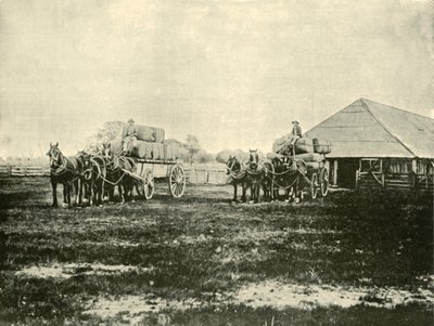 Laddar ull, Warrawooh Station, Wimmera, 1901. av Unbekannt