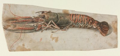 Hummer, 1600-tal. av Unbekannt