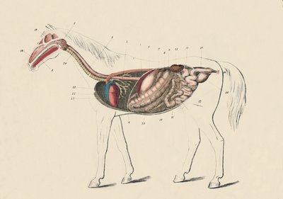 Hästens längdsnitt, c1879. av Unbekannt