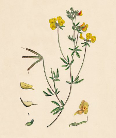 Lotus tenius. Smal fågelfots trefoil, 1800-tal av Unbekannt