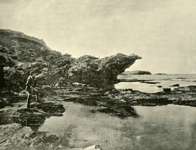 Lågvatten, Shelly Beach, Warrnambool, 1901. av Unbekannt