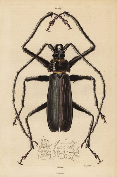 Macrotoma Hayesii skalbagge av Unbekannt