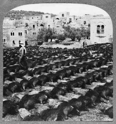 Att göra vinflaskor, Hebron, c1900 av Unbekannt