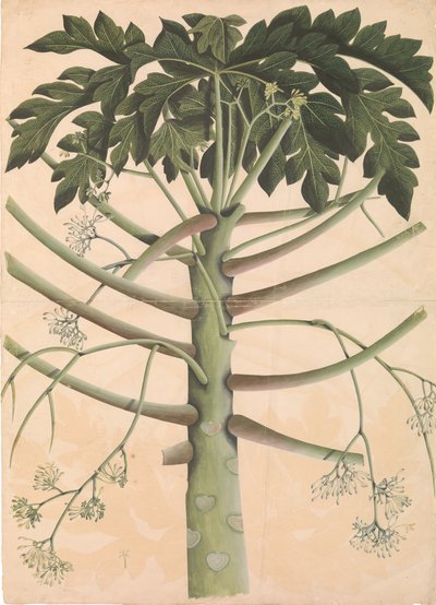 Papayaträd av hankön, ca. 1790-1800. av Unbekannt