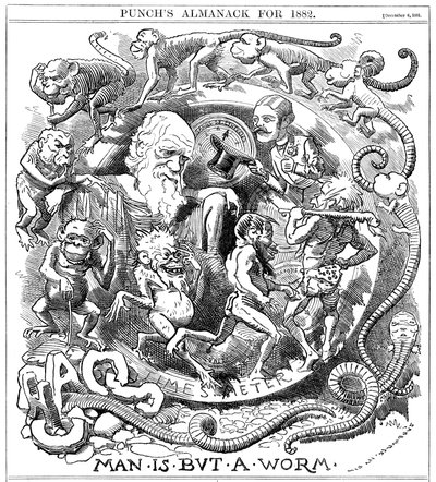 Man is but a Worm, tecknad serie från Punch som visar utvecklingen från mask till människa, 1881 av Unbekannt