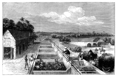 Tillverkar indigo i Tirhoot Muzaffarpur, Nedre Bengalen, 1869 av Unbekannt
