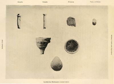 Marina organismer, förstoring 1 12, c1908, 1909. av Unbekannt