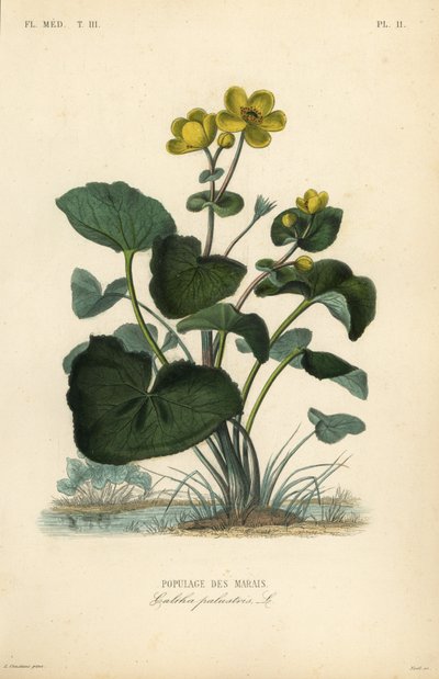 Marsh ringblomma eller kingcup, Caltha palustris, Populage des marais av Unbekannt