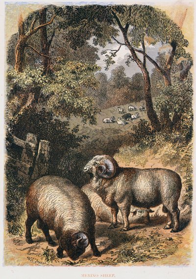 Merinofår, c1860 av Unbekannt