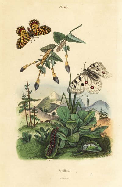 Mountain Apollo fjäril, Parnassius apollo 1, och sydlig festoon, Zerynthia polyxena 2, larv och puppa av Unbekannt