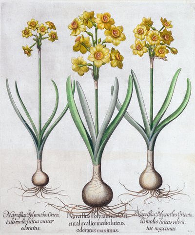 Narcissus, 1613 av Unbekannt
