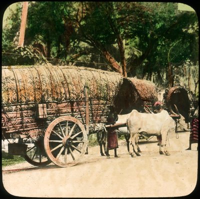 Inhemsk tjurvagn, Ceylon, sent 1800-tal eller tidigt 1900-tal av Unbekannt