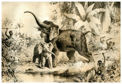 Infödda som spjuter en elefant, 1883 av Unbekannt
