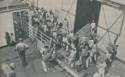 Infödda som laddar bananer i Kingston, Jamaica, sjunger skotska psalmer, 1937 av Unbekannt