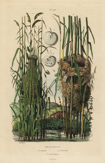 Bo av strimmig fanstjärtsångare, Cisticola juncidis och rörsångare, Acrocephalus scirpaceus av Unbekannt