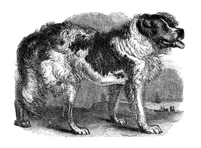 Newfoundlandshund, 1848 av Unbekannt