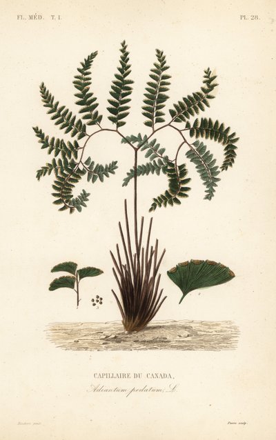 Nordlig jungfruhårormbunke eller femfingrad ormbunke, Adiantum pedatum, Kanadas kapillär av Unbekannt