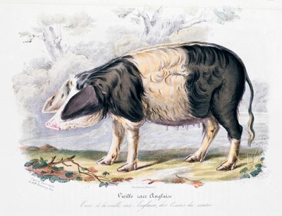 Gammal engelsk grisras, 1842 av Unbekannt