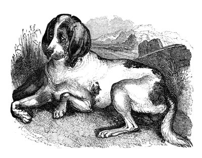 Gammal engelsk hund, 1848 av Unbekannt